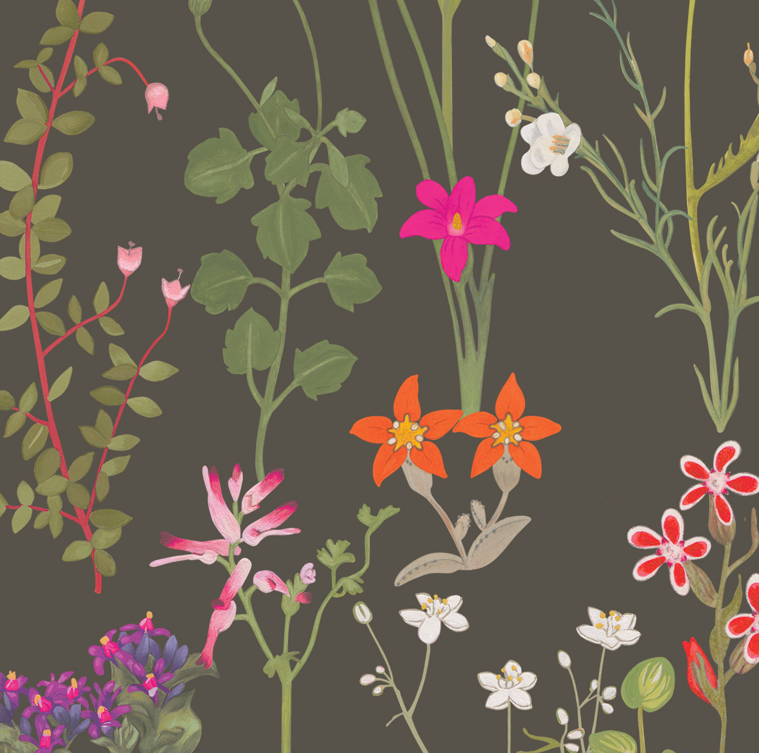 South African Meadow Range Frances White