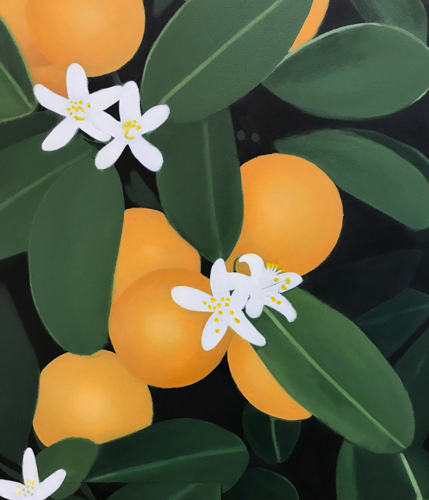 LATE BLOOMER SOLO SHOW Orange Blossoms