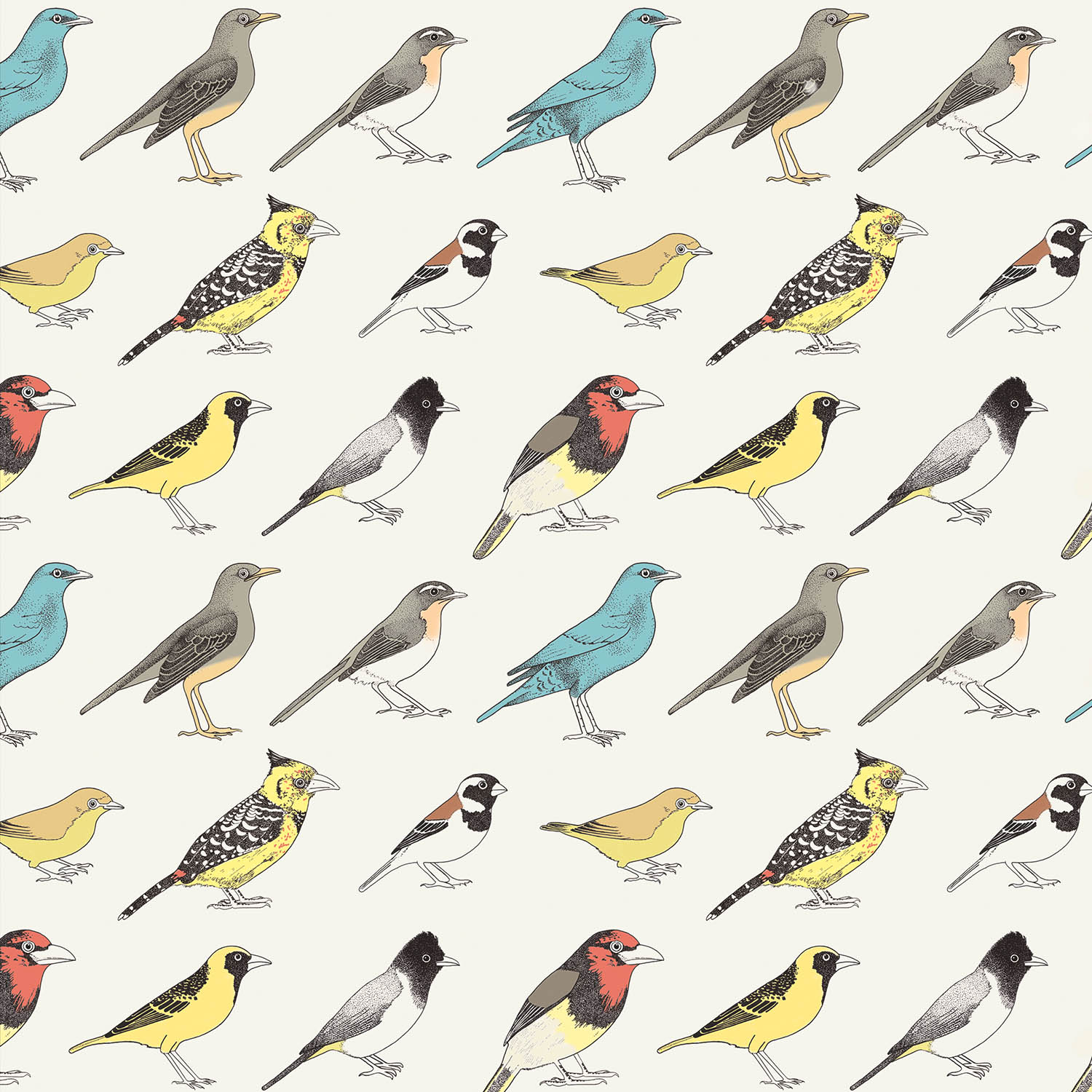 Joburg garden birds colour digital pattern